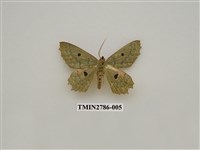 藏品(尺蛾359)的圖片